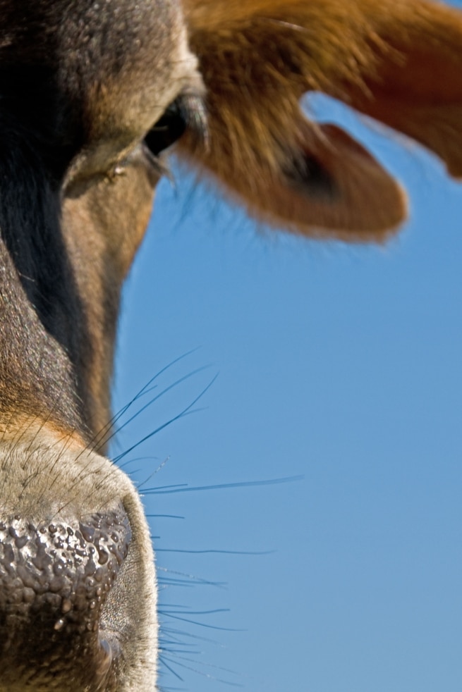 Close up of a Jersey Cow, Crabbe, St. Mary, Jersey, Channel Islands