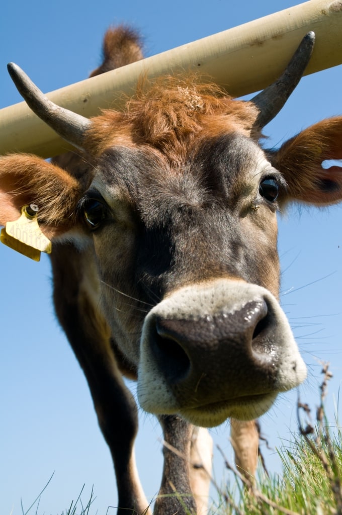 Close up of a Jersey Cow, Crabbe, St. Mary, Jersey, Channel Islands