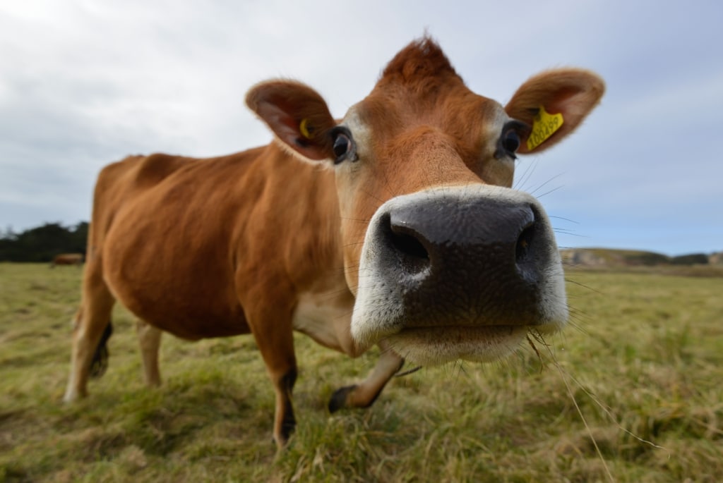 Close up of a Jersey Cow, near La Saline Slip, St. Ouen, Jersey, Channel Islands