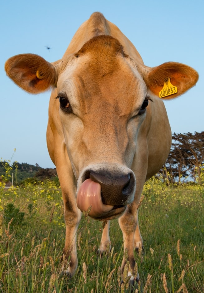 A Jersey Cow in a field next to Les Laveurs Slip, St. Ouen's Bay, St. Ouen, Jersey, Channel Islands