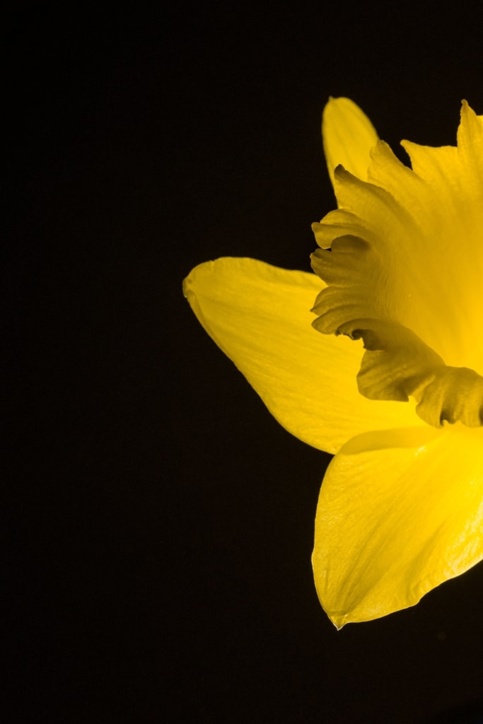 Close up showing a backlit daffodil, Jersey, Channel Islands