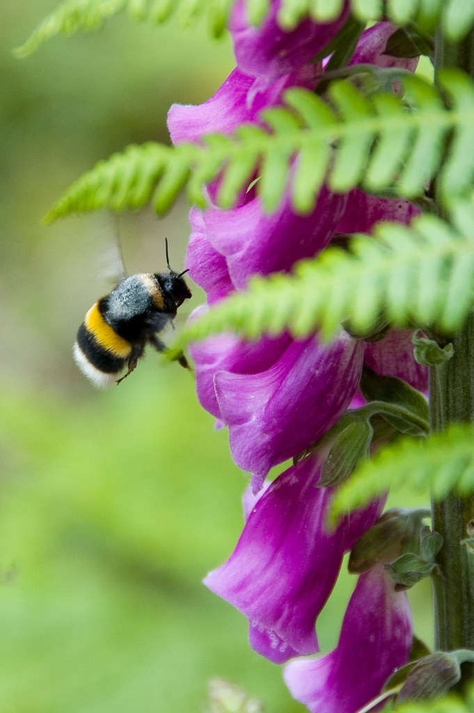 A bee, wild foxgloves, and ferns at Fern Valley Woodland Walk, Fern Valley, St. Helier, Jersey, Channel Islands