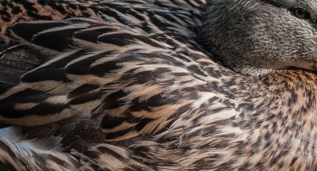 Close up of a duck on Gorey Village Common, Gorey, St. Martin, Jersey, Channel Islands