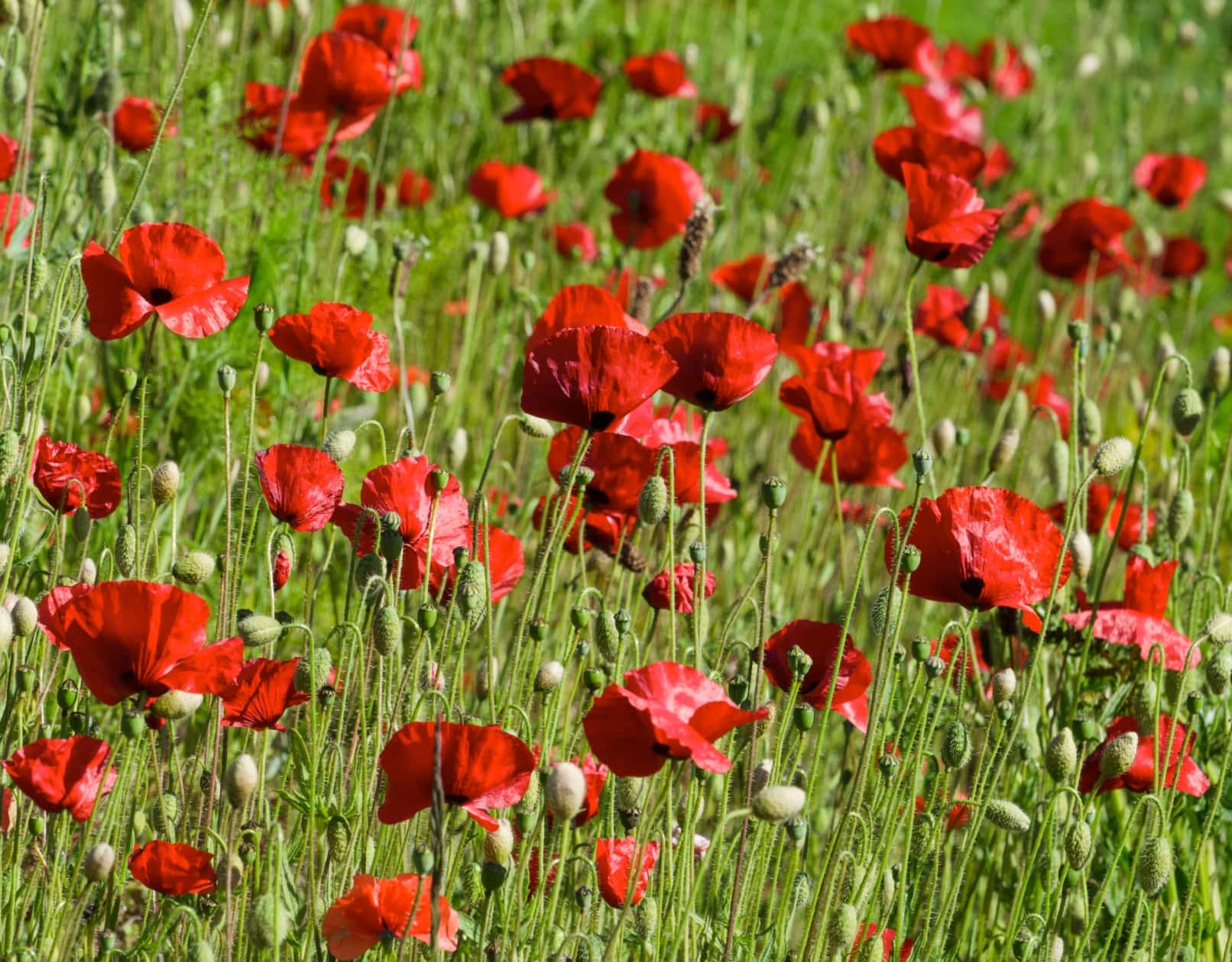 A field full of red poppies, Grouville, Jersey, Channel Islands