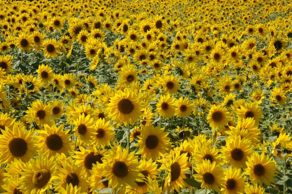 A field full of yellow sunflowers, Jersey, Channel Islands