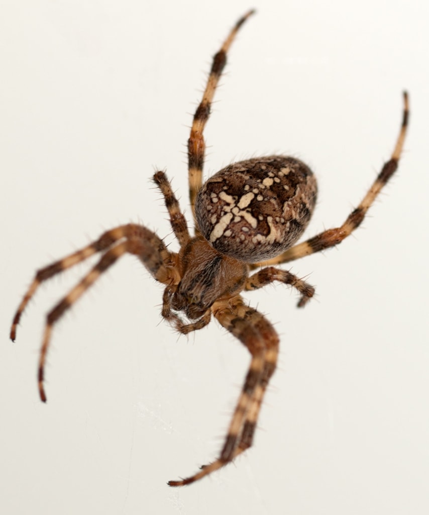 Close up of a spider on a web in front of a cream coloured wall, The Lanes, St. Helier, Jersey, Channel IslandsClose up of a spider on a web in front of a cream coloured wall, The Lanes, St. Helier, Jersey, Channel Islands