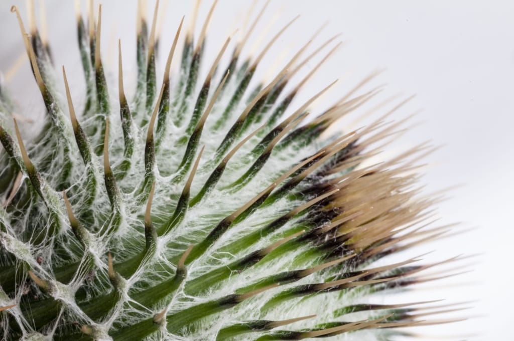 Close up of a thistle, St. Helier, Jersey, Channel Islands