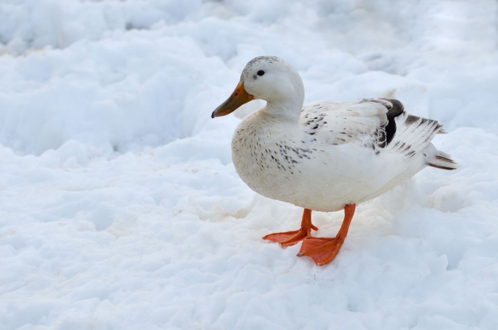 A white duck in the snow at the Royal Jersey Showground, Trinity, Jersey, Channel Islands