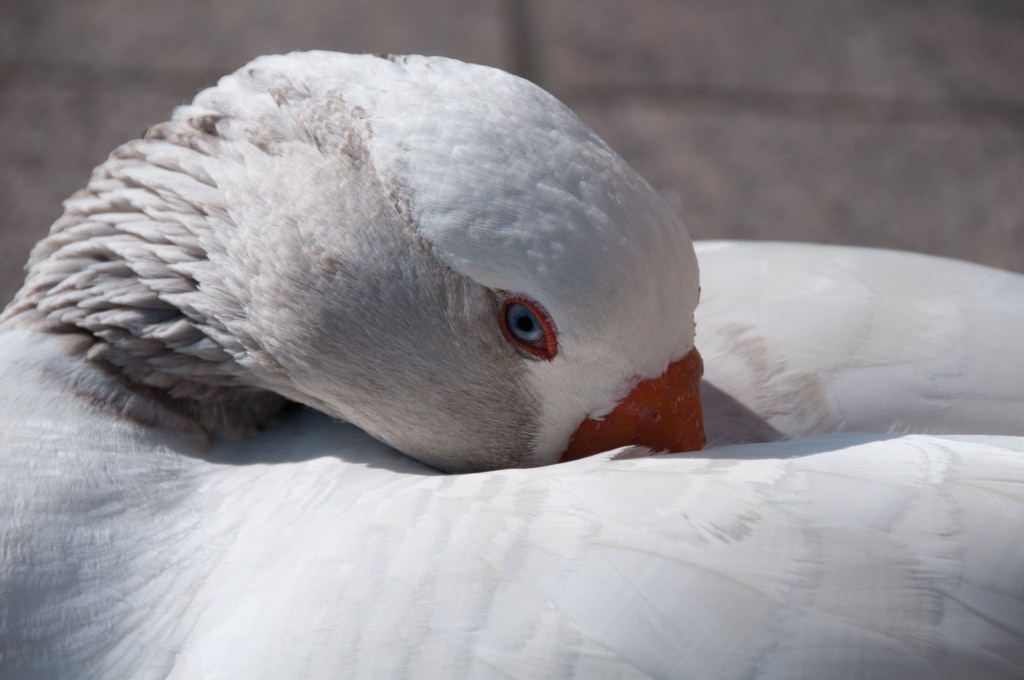 Close up of a white goose near the slipway that's in front of the parish hall at St. Aubin, St. Brelade, , Jersey, Channel Islands