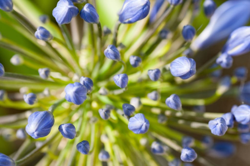 Agapanthus flowers, The Lanes, St. Ouen, Jersey, Channel Islands