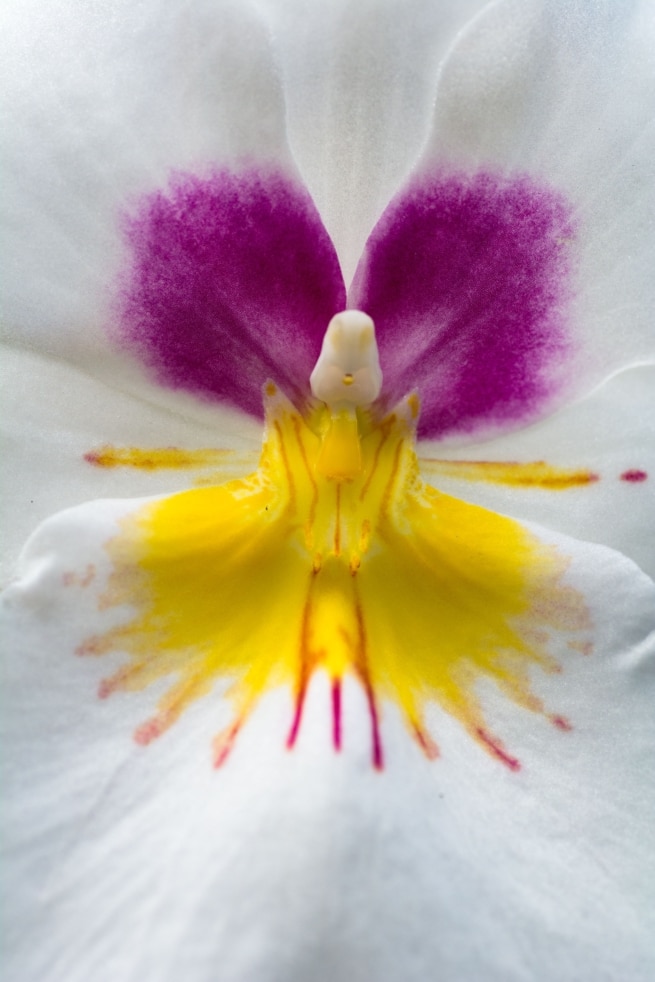 Close up of an orchid flower taken at Jersey Orchid Foundation, Trinity, Jersey, Channel Islands