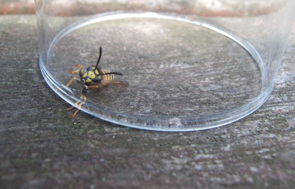 Angry trapped wasp, trying to lift a glass up, The Lanes, Jersey, Channel Islands