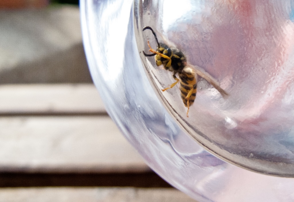 Angry wasp trapped in a glass, The Lanes, Jersey, Channel Islands