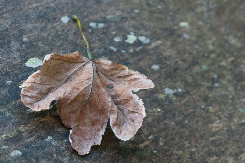 Autumn leaf on an old cut tree trunk in The Lanes, Jersey, Channel Islands