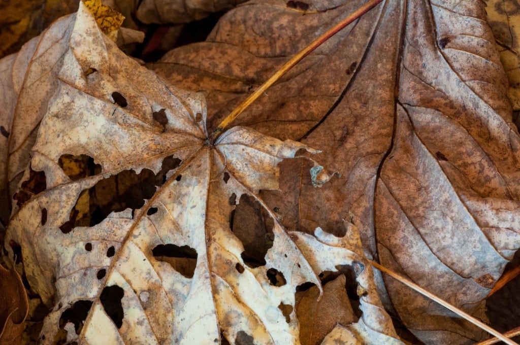 Autumn leaves in The Lanes, Jersey, Channel Islands