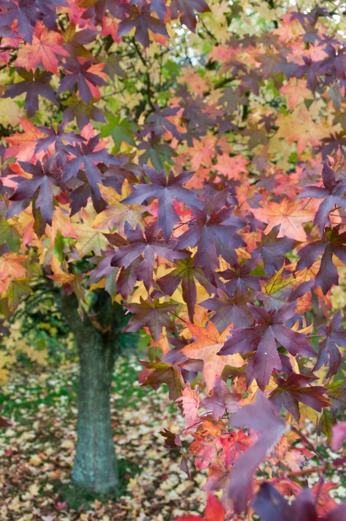 Autumn maple tree at Jersey Zoo (Durrell), Trinity, Jersey, Channel Islands