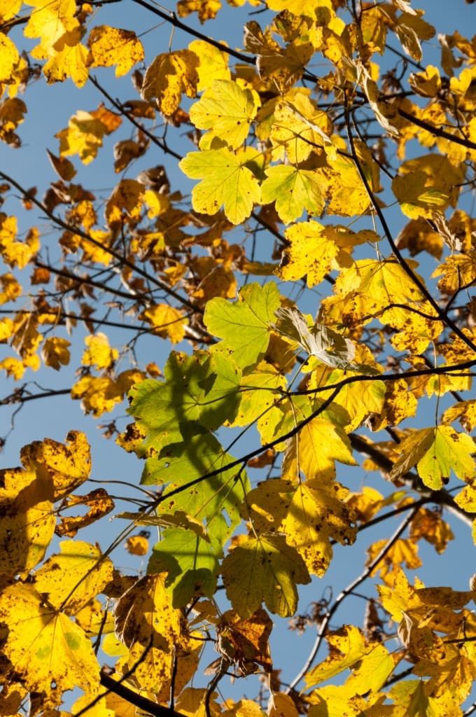 Autumnal sunlit leaves in Waterworks Valley, St. Lawrence, Jersey, Channel Islands