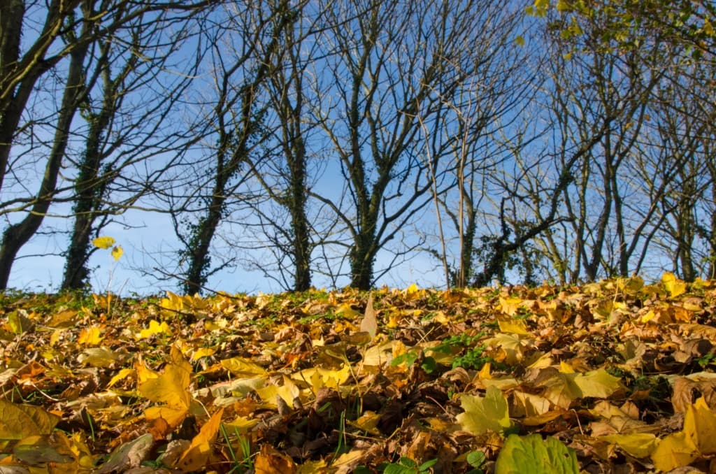 Autumnal leaves at Jardin d'Olivet, Trinity, Jersey, Channel Islands