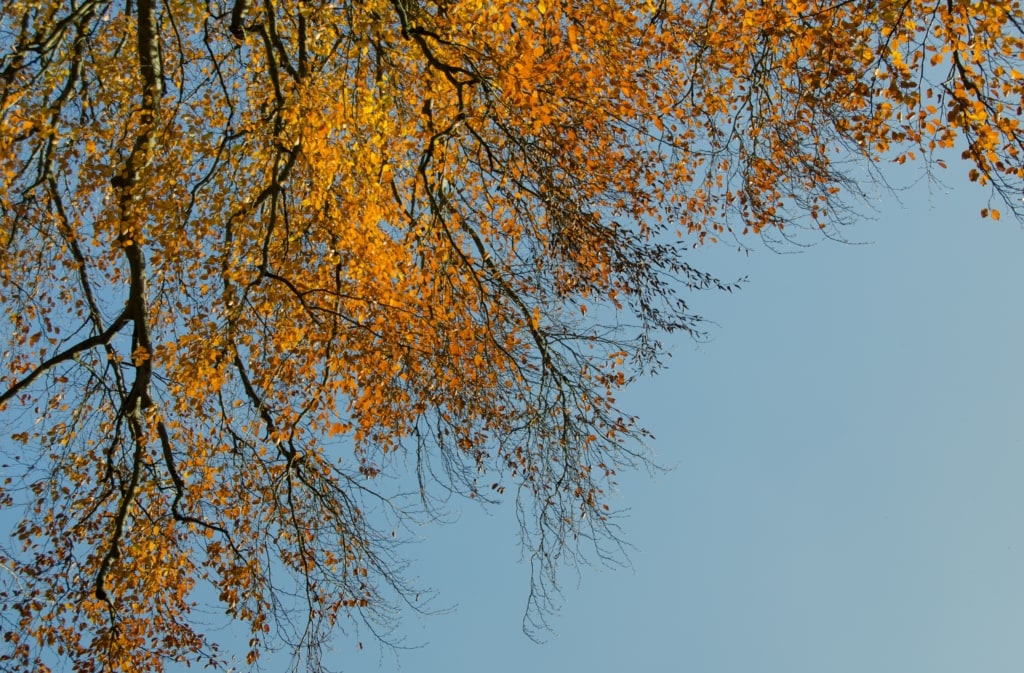 Autumnal leaves in St. Peter's Valley, St. Peter, Jersey, Channel Islands