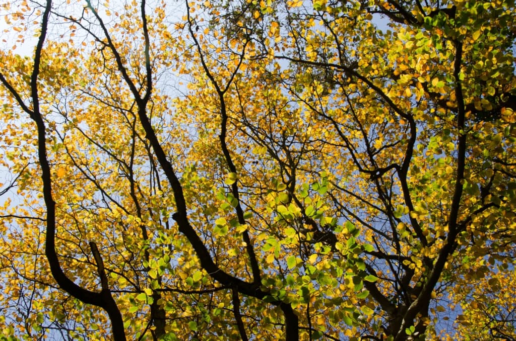 Autumnal leaves in St. Peter's Valley, St. Peter, Jersey, Channel Islands