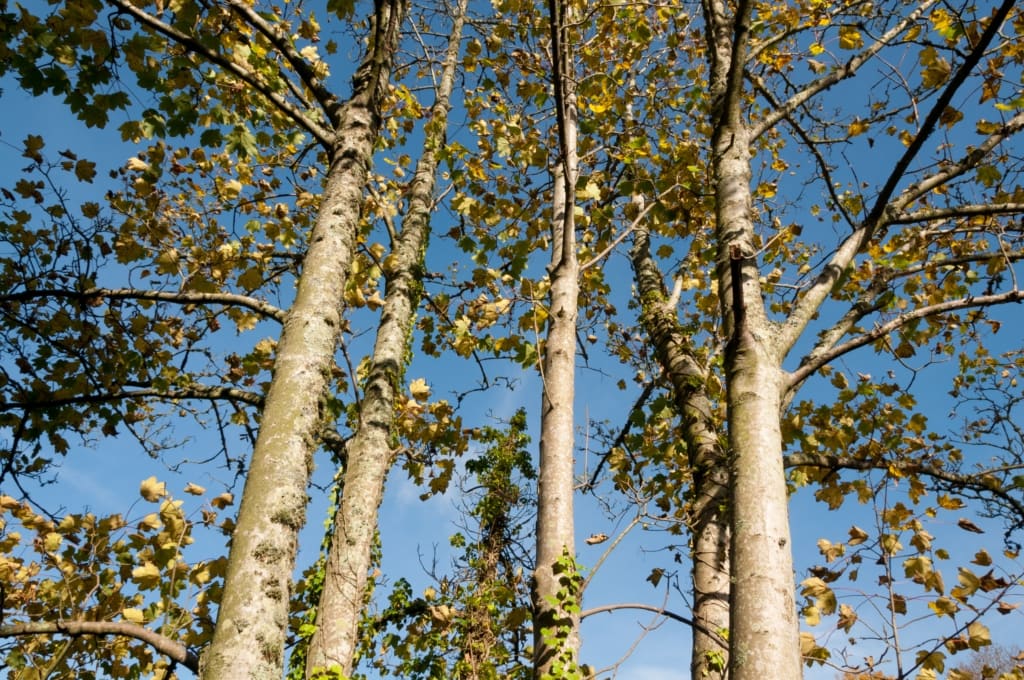 Autumnal leaves in Waterworks Valley, St. Lawrence, Jersey, Channel Islands