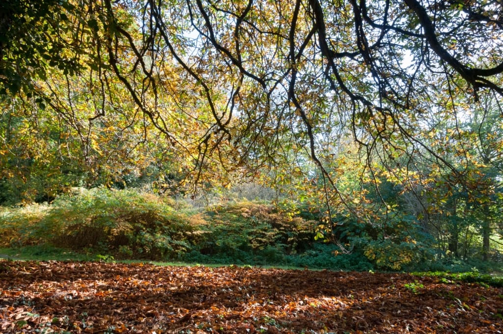 Autumnal leaves in Waterworks Valley, St. Lawrence, Jersey, Channel Islands