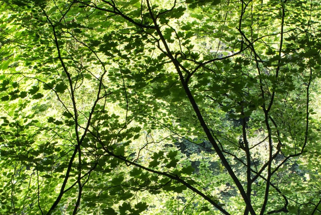 Backlit green leaves on the trees at The Railway Walk, St. Brelade, Jersey, Channel Islands