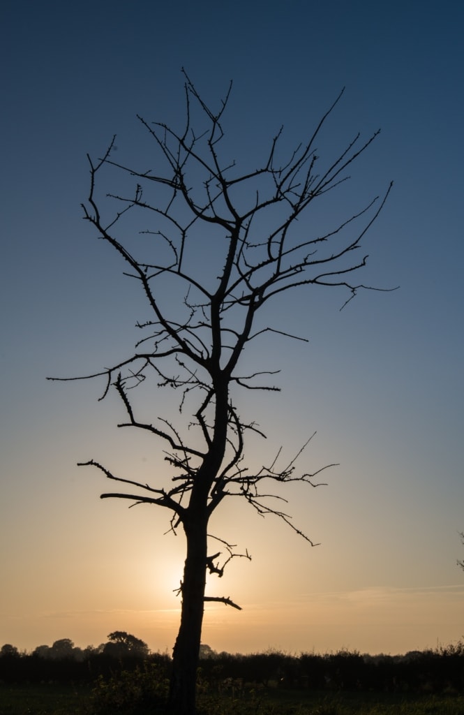 Bare branches on a little tree at sunset at Noirmont, St. Brelade, Jersey, Channel Islands