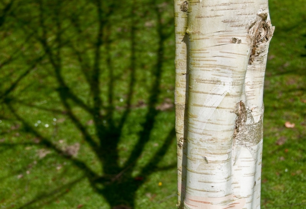 Beautiful bare tree and it’s shadow, St. Lawrence, Jersey, Channel Islands