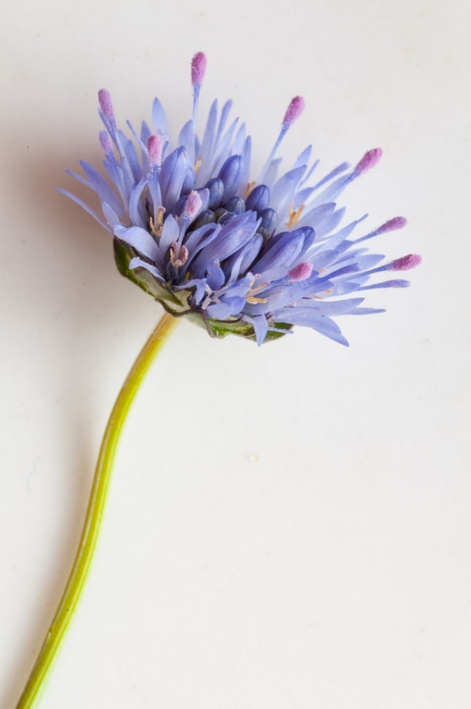 Close up of a delicate blue flower, St. Helier, Jersey, Channel Islands