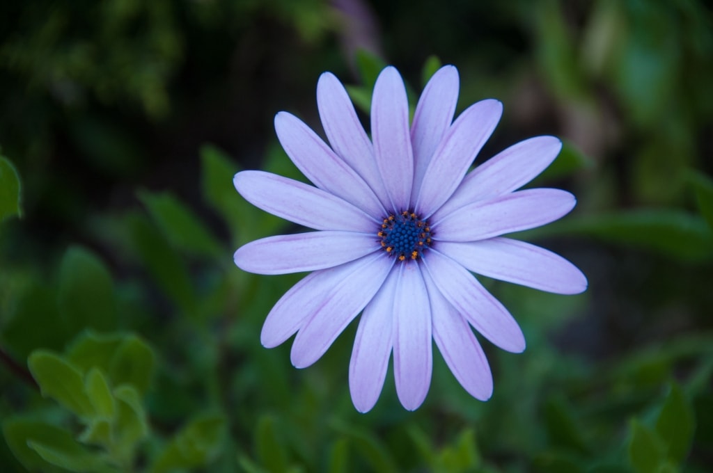 Blue lilac flower in The Lanes, Jersey, Channel Islands