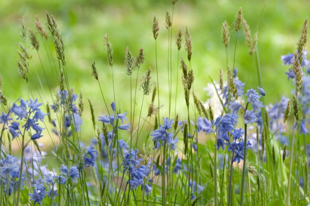 Bluebells and wild grasses in the hedgerow at Waterworks Valley, St. Lawrence, Jersey, Channel Islands