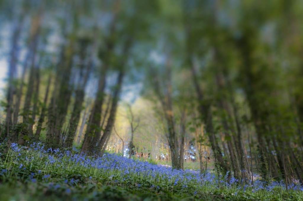 Bluebells in the woods at Waterworks Valley, St. Lawrence, Jersey, Channel Islands