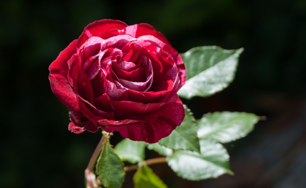 Burgundy rose at Jersey Zoo (Durrell), Trinity, Jersey, Channel Islands