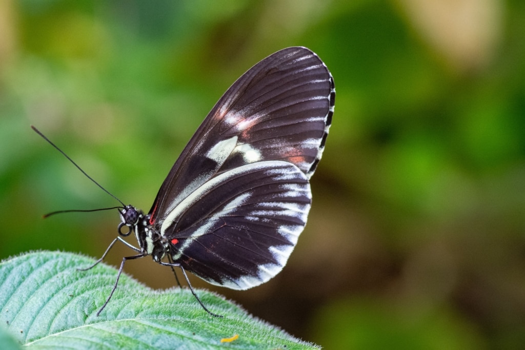 Butterfly at Jersey Zoo (Durrell), Trinity, Jersey, Channel Islands