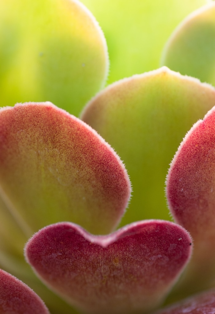 Cactus at Samares Manor, St. Clement, Jersey, Channel Islands