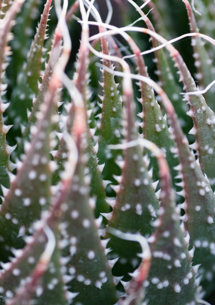 Cactus at Samares Manor, St. Clement, Jersey, Channel Islands