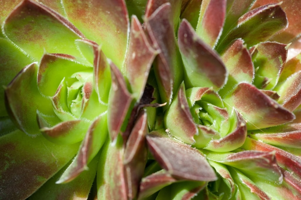 Cactus plants at Holme Grown, Grouville, Jersey, Channel Islands