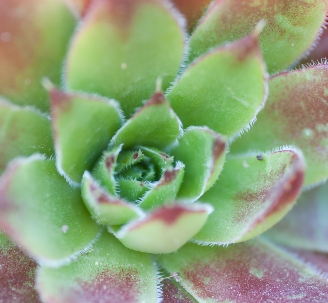 Cactus plants at Holme Grown, Grouville, Jersey, Channel Islands