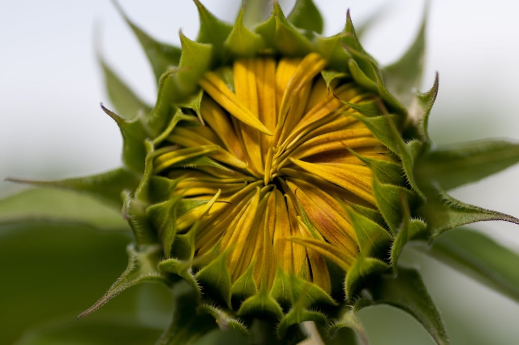 Closed yellow and green sunflower, St. Helier, Jersey, Channel Islands