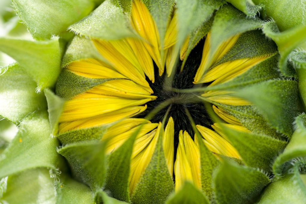 Closed yellow and green sunflower, St. Helier, Jersey, Channel Islands