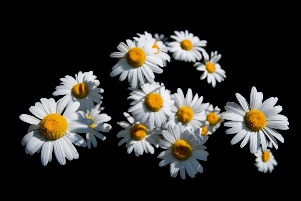 Wild daisies in bright sunlight with a dark background behind, taken at Bouley Bay, Trinity, Jersey, Channel Islands