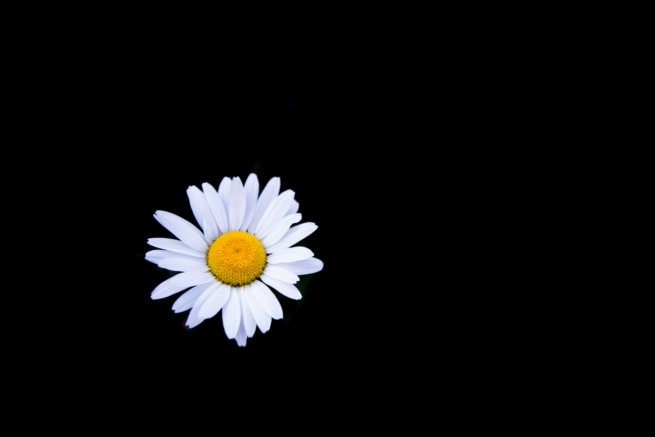 A wild daisy in bright sunlight with a dark background behind, taken at Bouley Bay, Trinity, Jersey, Channel IslandsA wild daisy in bright sunlight with a dark background behind, taken at Bouley Bay, Trinity, Jersey, Channel Islands