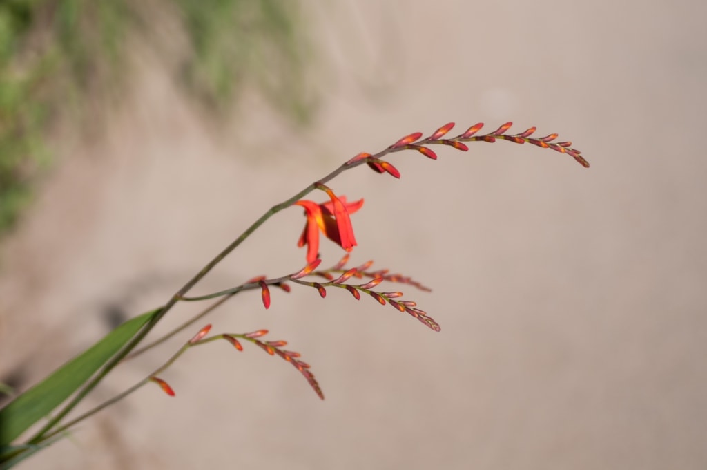 Close up of a delicate orange flower in The Lanes, Jersey, Channel Islands