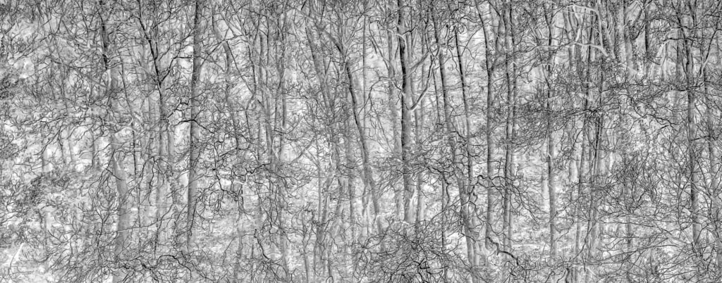 Digitised abstract of the trees in Greve De Lecq Woods, St. Mary, Jersey, Channel Islands