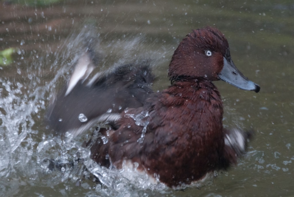 Duck having a wash at Jersey Zoo (Durrell), Trinity, Jersey, Channel Islands