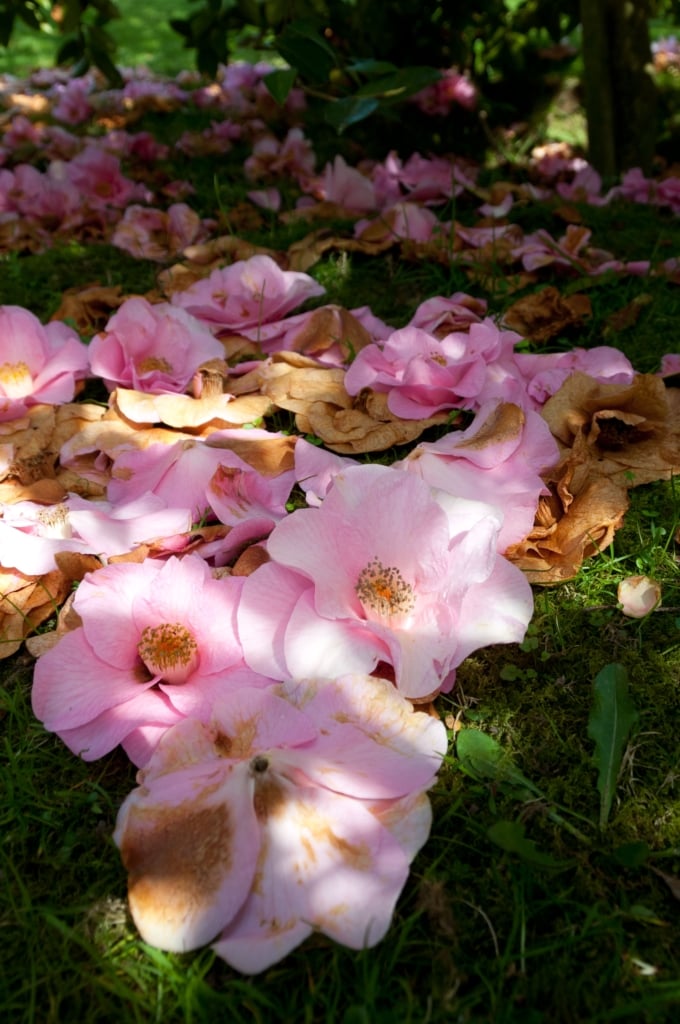 Fallen pink flowers under a bush, St. Lawrence, Jersey, Channel Islands