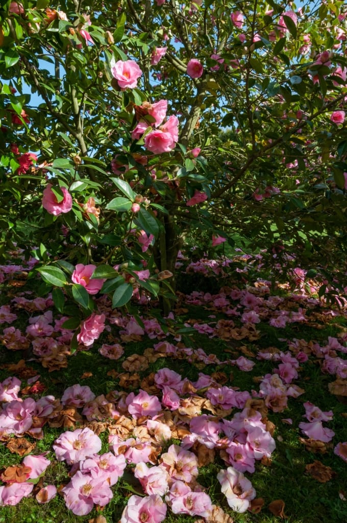 Fallen pink flowers under a bush, St. Lawrence, Jersey, Channel Islands