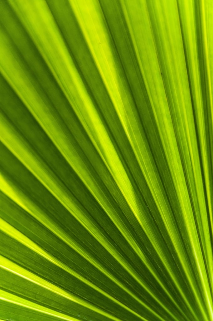 Fanned palm leaf at Jersey Zoo (Durrell), Trinity, Jersey, Channel Islands