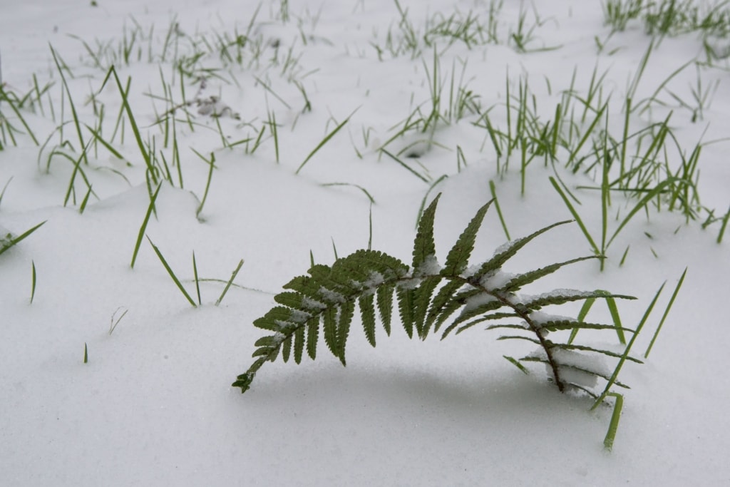 A little fern leaf poking through the snow at Waterworks Valley, St. Lawrence, Jersey, Channel Islands